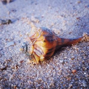 Meet your Posher, Jammie